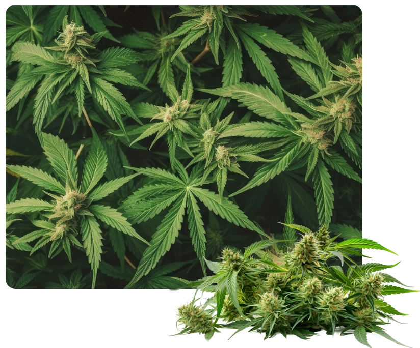 Les pouvoirs méconnus de la plante de cannabis